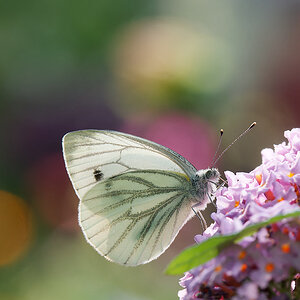 N7225951nikon.jpg