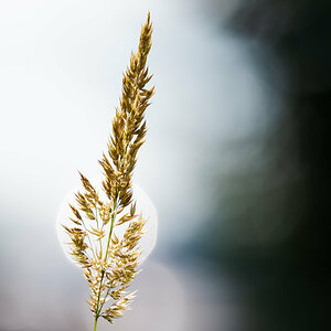 Gras im Gegenlicht.jpg