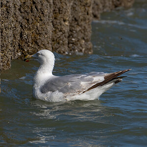Möwe 3.jpg
