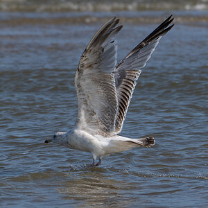 Möwe 4.jpg