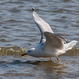 Möwe 6.jpg