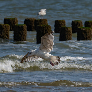 Möwe 7.jpg