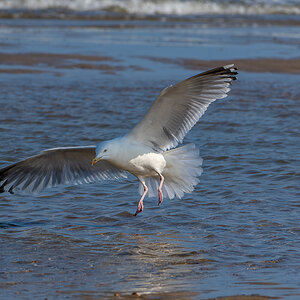 Möwe 8.jpg