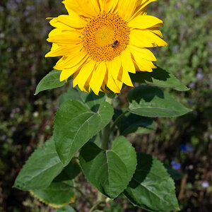 Sonnenblume.jpg