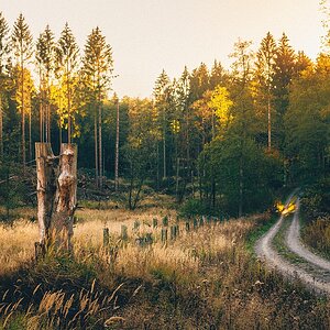 Wald