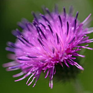 Distelblüte.jpg