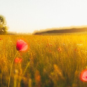 Sommer