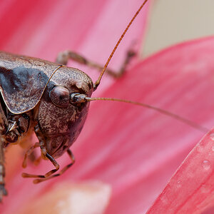 N8016777nikon.jpg