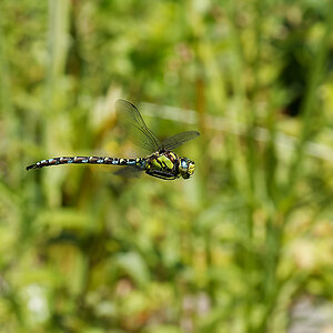 N7296641nikon.jpg
