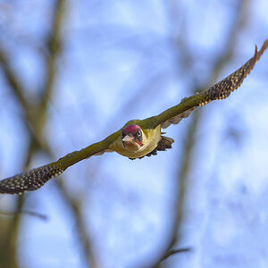 NZ9_6118_Grünspecht im Abflug_Aussenmühlenpark_IA_2_2024.jpg