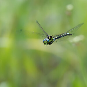 N8026947nikon.jpg
