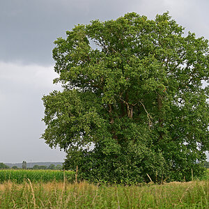 Z8A_0252t5l15s40p1.jpg