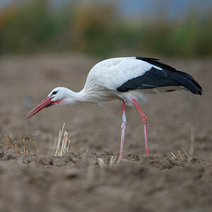 Storch im Acker.jpg