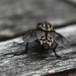 Fliege3.jpg