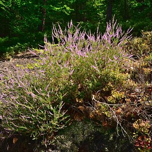 DSC_3268_00001n.jpg