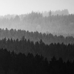 Waldschichten im Regen.jpg