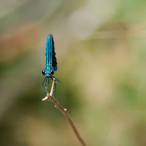 N8088436oly.jpg
