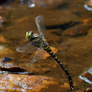 N8088186nikon.jpg