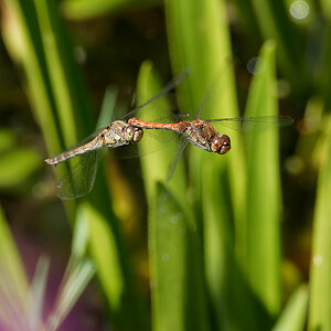 N8118891nikon.jpg