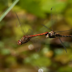 N8118883nikon.jpg