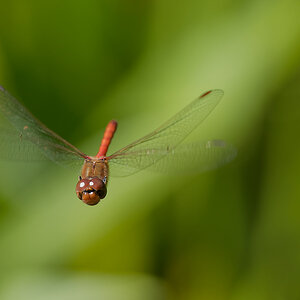 N8118850nikon.jpg