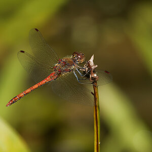 N8118791nikon.jpg