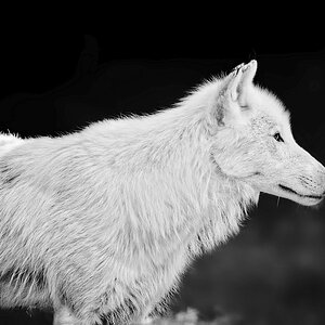 Polarwolf.jpg