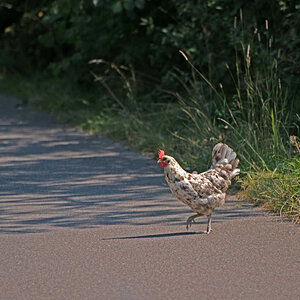 Huhn 3.jpg