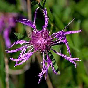 Blume.jpg