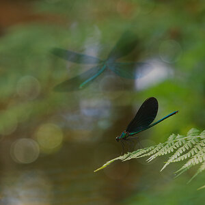 N8129131entw_3nikon.jpg
