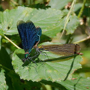 N8087739nikon.jpg