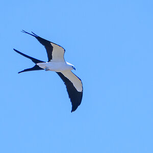 D50_2387_Schwalbenweih_Everglades_Florida_USA_IA_4_2024.jpg