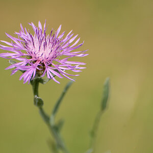 Flockenblume 2.jpg