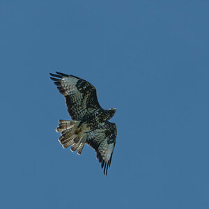 Bussard Flugbild.jpg