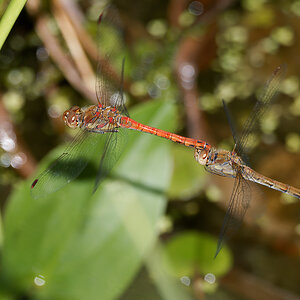 N8159474nikon.jpg