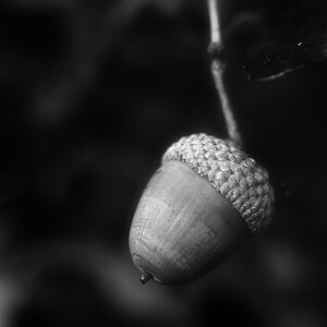 Stieleiche 1 BW.jpg
