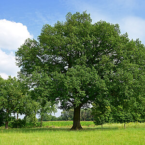 Z8A_0256t5l10s40p1.jpg