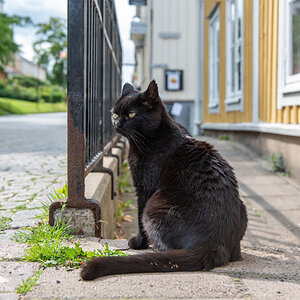 240818 Katze-1.jpg