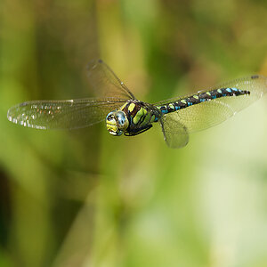 N8209676nikon.jpg