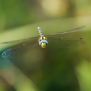 N8209643nikon.jpg