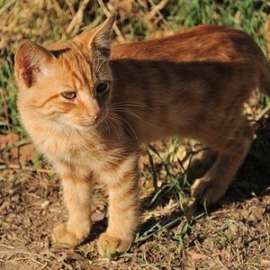 kitty