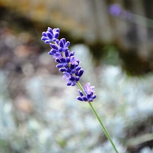 Der letzte Lavendel