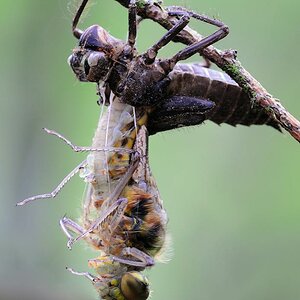 Libellengeburt Vierflecklibelle