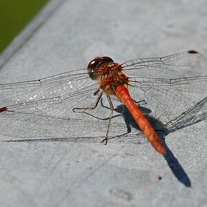 Libelle