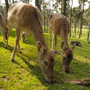 DSC1245 NF F
Naturwildpark Granat
26. September 2009