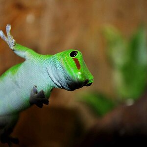 Reptilien-Zoo in Neu-Ulm

Das Bild zeigt einen Taggeko.
Brennweite 105mm
Belichtung 1/60
Blende 5.6
ISO 200
mit Blitz