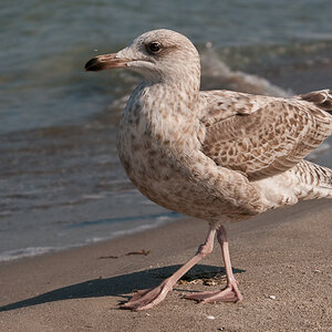 möwe 11