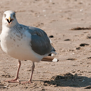 möwe 10