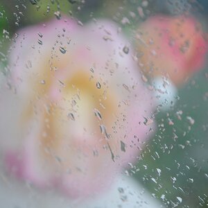 rosen im regen