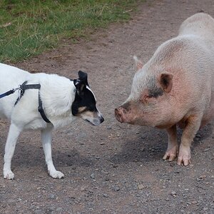 Ich kann auch Schwein sein